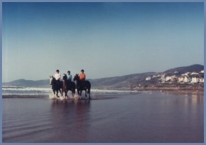 Horses: Missy, Rodney and Piper